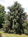 Picea breweriana in einem Garten in Belgien