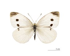 Museum specimen ♀ dorsal side