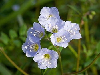 Polemonium reptans