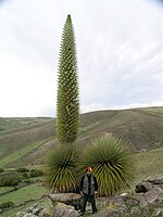 Puya raimondii flowering in Ayacucho, Peru