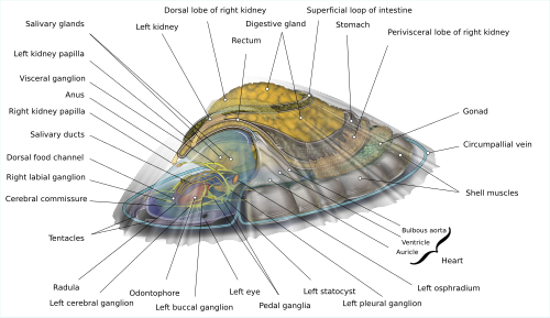 Limpet diagram