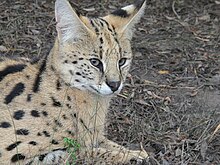 Der Kopf und Vorderkörper eines liegenden Servals mit erhobenem Kopf. Er liegt auf einem braunen Substrat aus Erde und Ästen; einzelne Grashalme ragen in das Bild hinein.