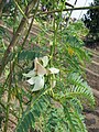 Sesbania grandiflora