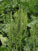 Sugar beet, Beta vulgaris subsp. vulgaris 'altissima', Betoideae