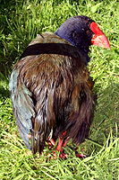 Takahe