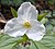 White trillium