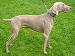 Weimaraner