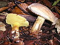 Boletus subtomentosus