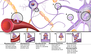 synapse types