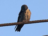 Brown-bellied swallow