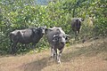 Buffalos in Siddeshwara Hill