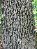 bark