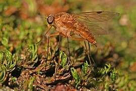 Chrysopilus Snipe fly