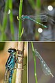 Vogel-Azurjungfer (Coenagrion ornatum), Männchen und Weibchen (Collage)