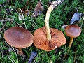 !!Cortinarius uliginosus!!