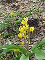 Erythronium grandiflorum, Mount Olympus, Utah