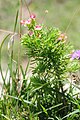 Euphorbia cyparissias