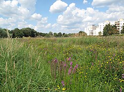 Feuchtwiese am Bullengraben in Staaken