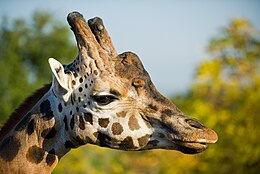 Zsiráf (Giraffa camelopardalis)