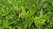 Roselle (plant) (English)/Hanserong (local) is a common plant grown in almost every tribal household. Both its leaf & seed bud are consumed.