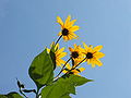 Helianthus tuberosus