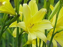 Hemerocallis