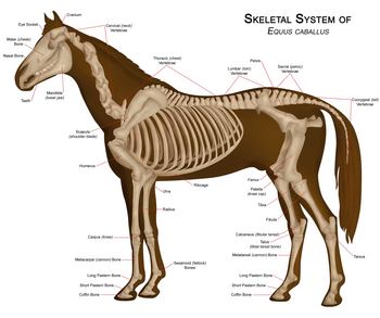 Horse anatomy