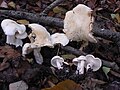 Hygrophorus cossus