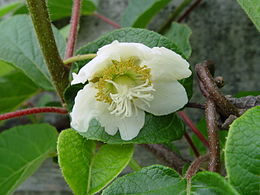 Kivi (Actinidia deliciosa) virág