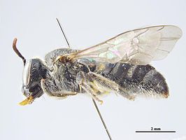 Lasioglossum oblitum