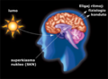 Circadian entrainment (Esperanto)