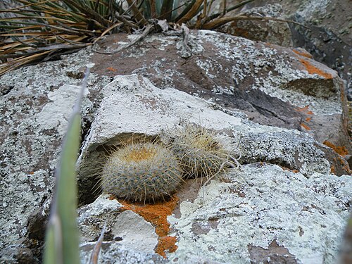 Plant growing habitat in between crevices in San Luis de la Paz