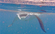 Foraging Mobula alfredi ram-feeding, swimming against the tidal current with its mouth open and sieving zooplankton from the water[23]