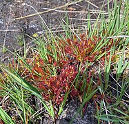 Mittlerer Sonnentau (Drosera intermedia)