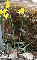 Blüte von Narcissus gaditanus