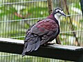 At San Diego Zoo