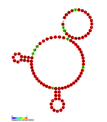 Listeria snRNA rli27: Predicted secondary structure taken from the Rfam database. Family RF01463.