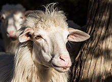 close-up of the head of a bald-faced hornless white ewe