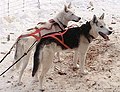 Seppala Siberian Sleddogs