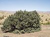 Single-leaf pinyon