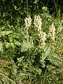 Stachys alopecuros