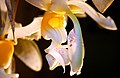 Stan. embreei detail view of labellum and column