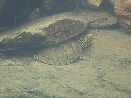 Underwater, Alabama