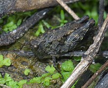 Tettigidea armata