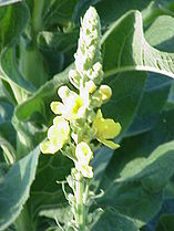 Verbascum olympicum.