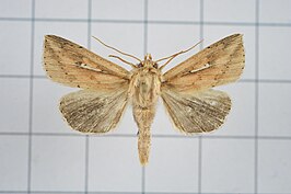 Aletia decisissima