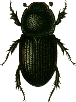 Aphodius scrofa