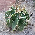 Astrophytum ornatum