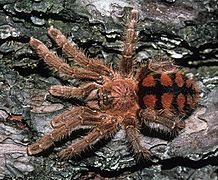 Avicularia minatrix female