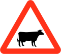 Cattle ahead